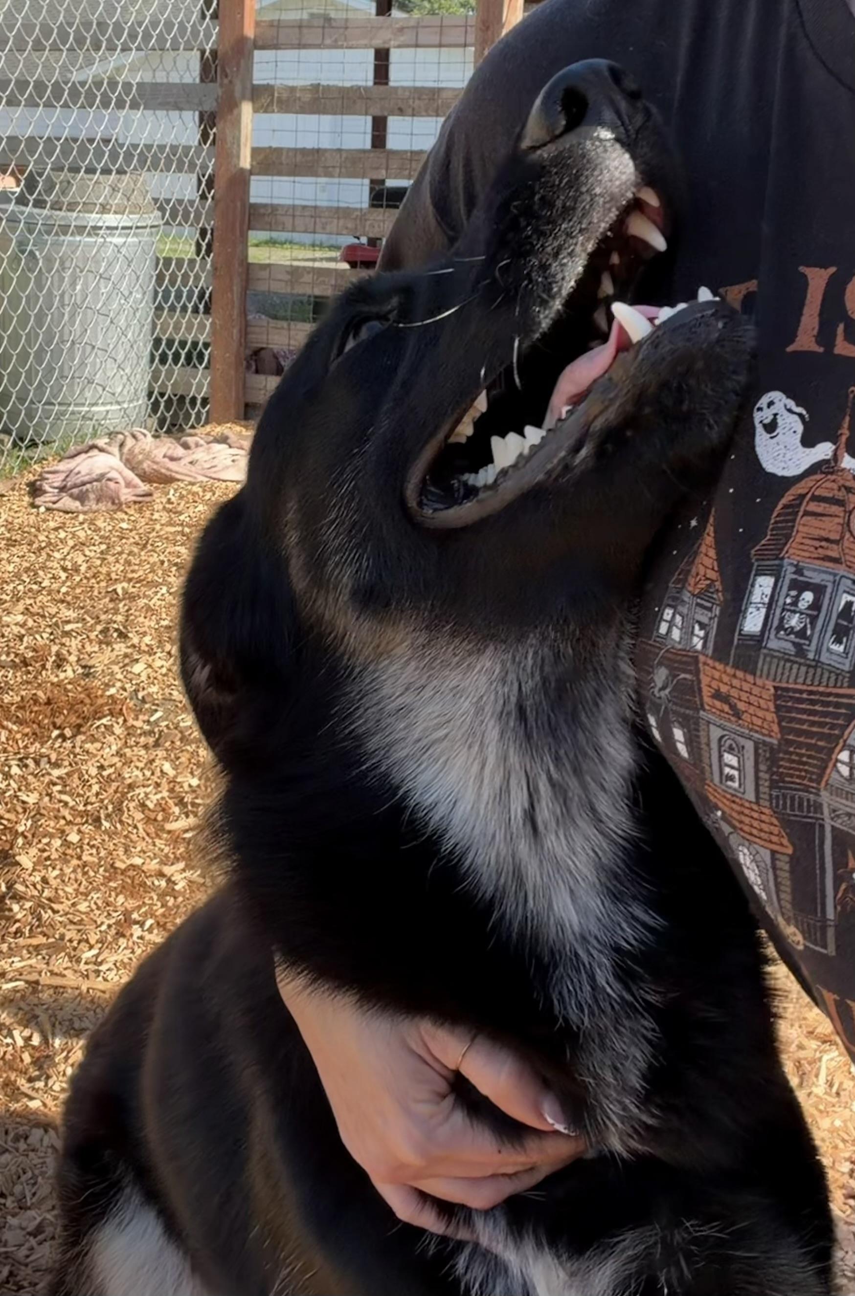 Blossom, a ADOPTABLE mixed breed in Dublin, CA image 3/6