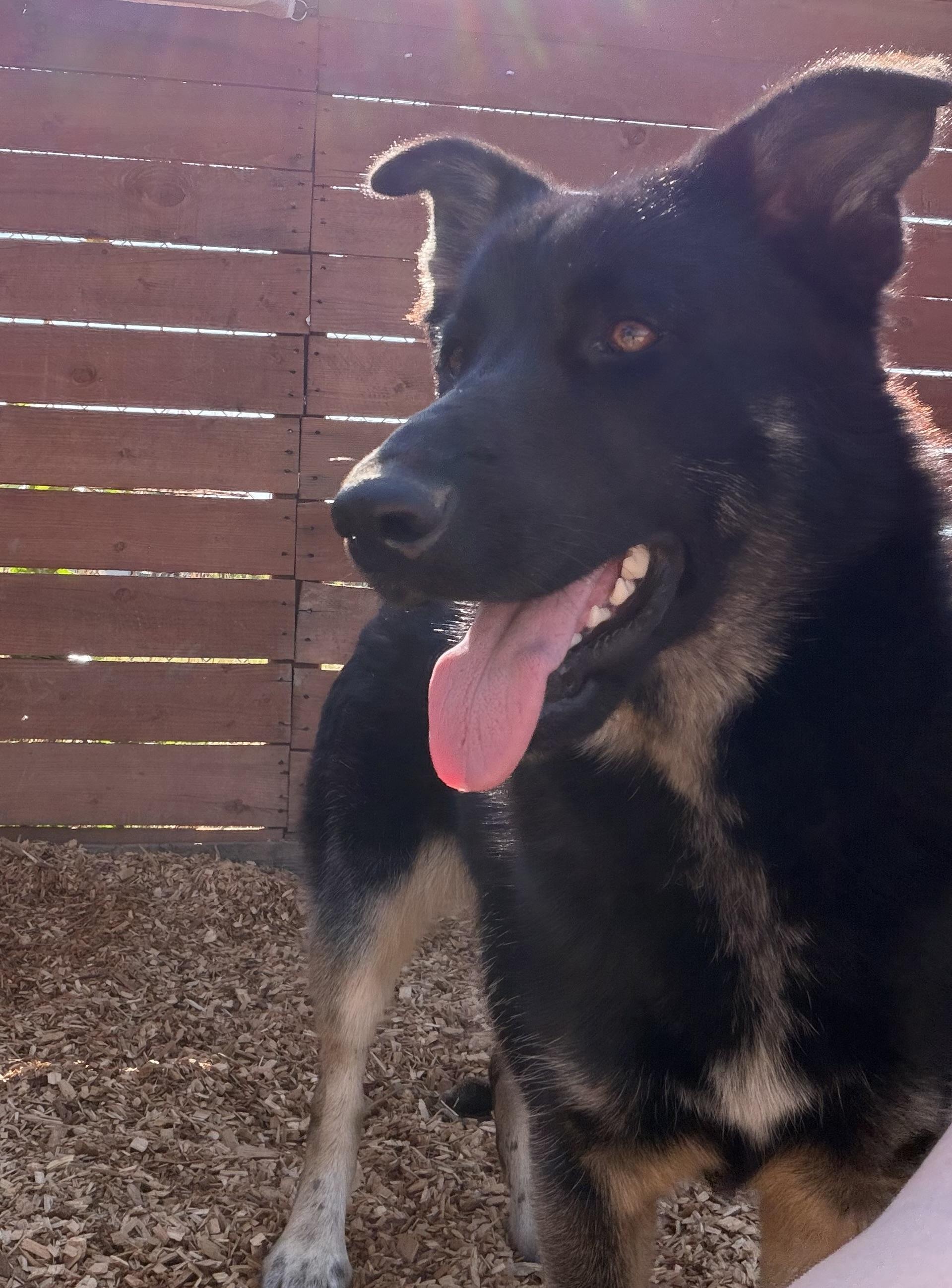 Blossom, ADOPTABLE, Young Female German Shepherd Dog & Husky.