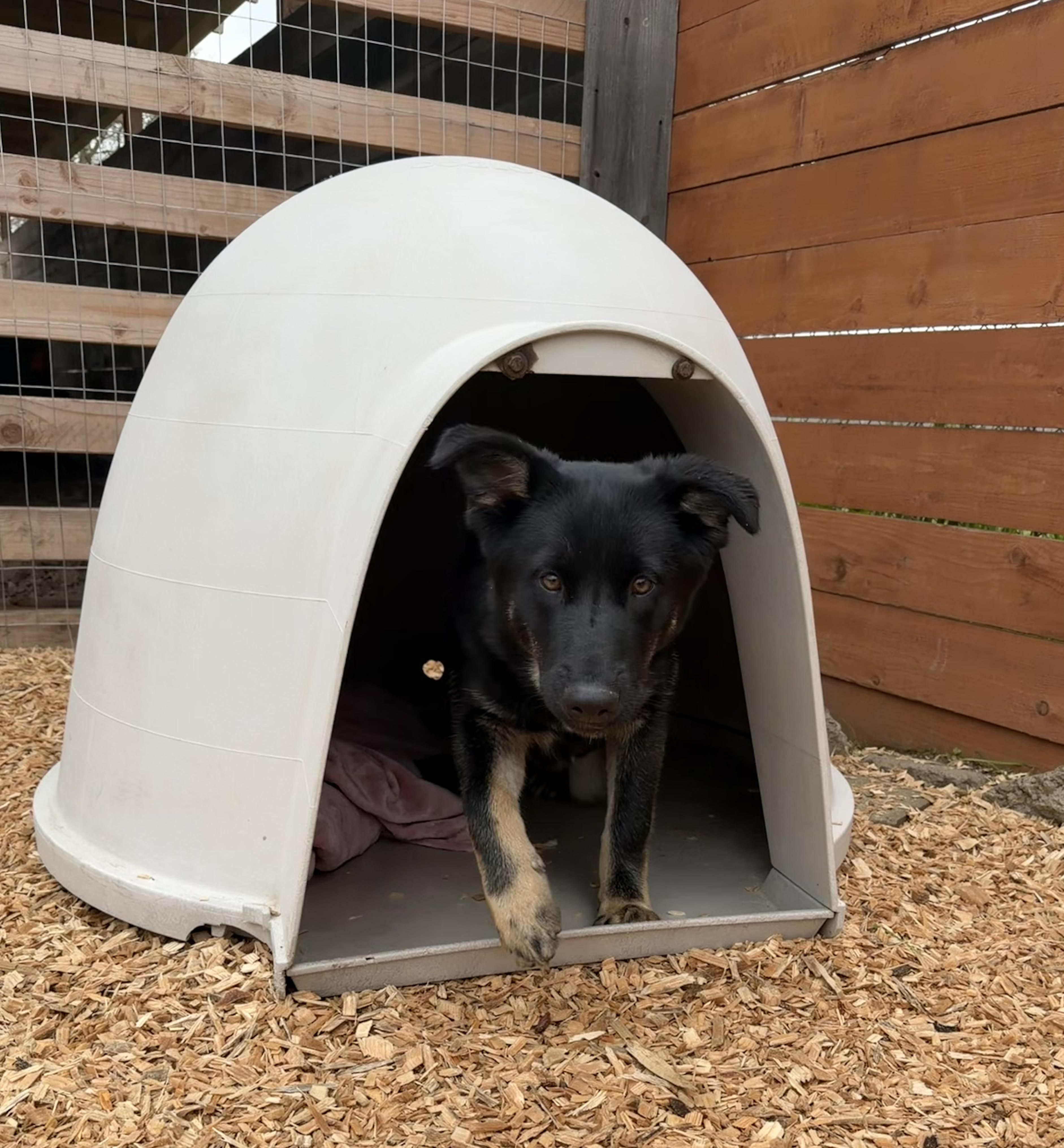Enlarge Blossom, a ADOPTABLE mixed breed in stockton, CA image 3/4
