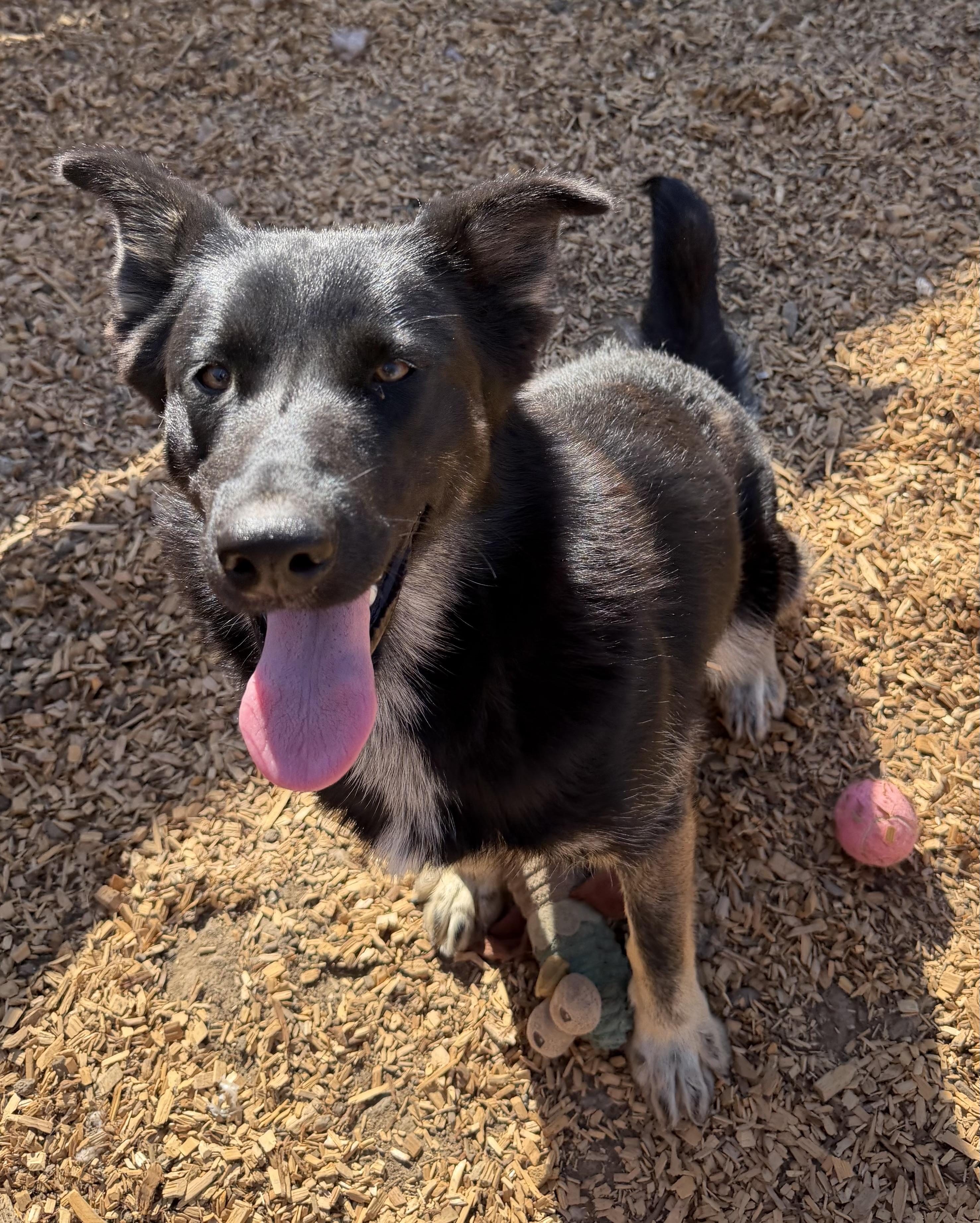 Enlarge Blossom, a Adoptable mixed breed in Dublin, CA image 2/5