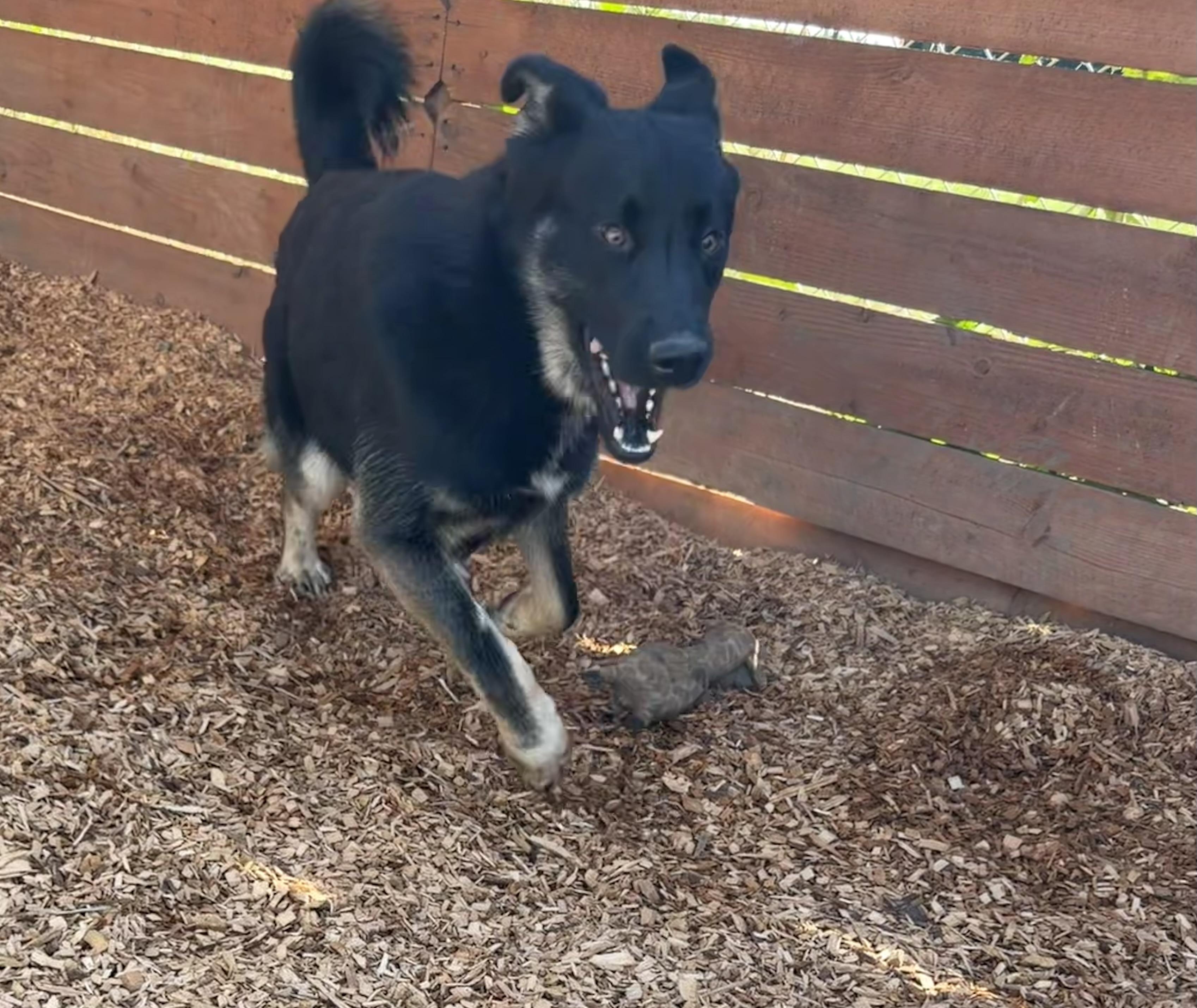 Blossom, a ADOPTABLE mixed breed in Dublin, CA image 4/6
