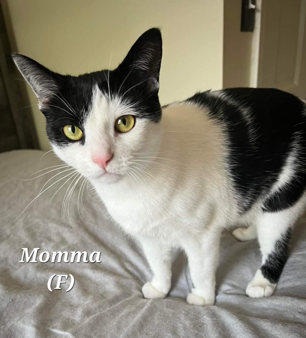 Momma, Adult Female unknown