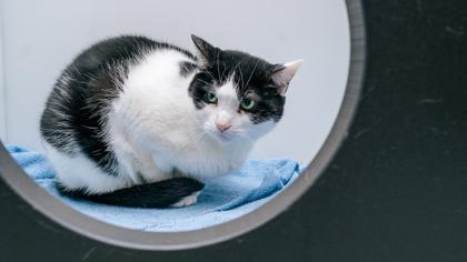 Spot, Adoptable, Adult Female Domestic Short Hair & Domestic Short Hair.