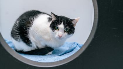 Spot, Adoptable, Adult Female Domestic Short Hair & Domestic Short Hair.