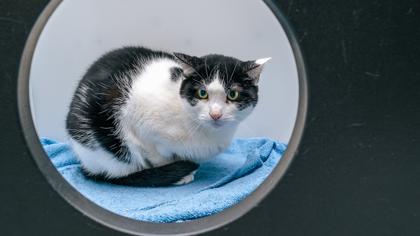 Enlarge Spot, a Adoptable Domestic Short Hair in Clementon, NJ image 3/3