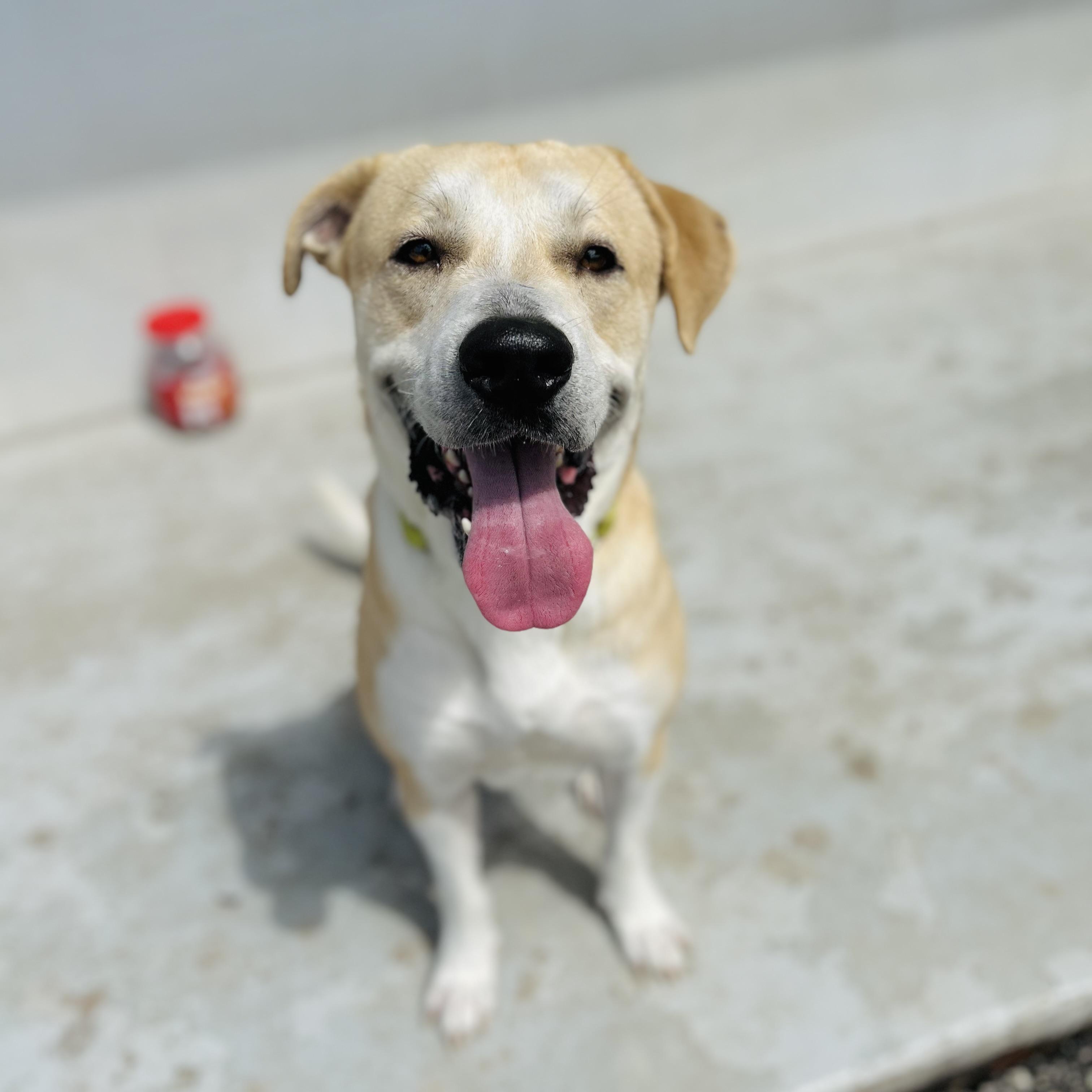 Griffin, a ADOPTABLE mixed breed in Seguin, TX image 5/5