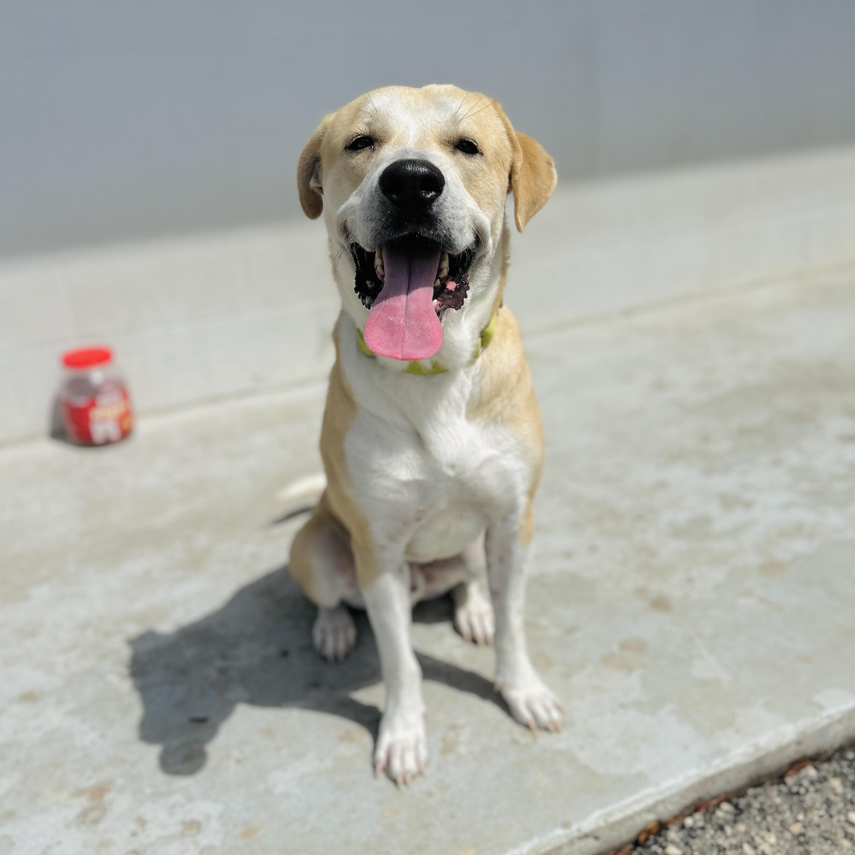 Griffin, a ADOPTABLE mixed breed in Seguin, TX image 4/5