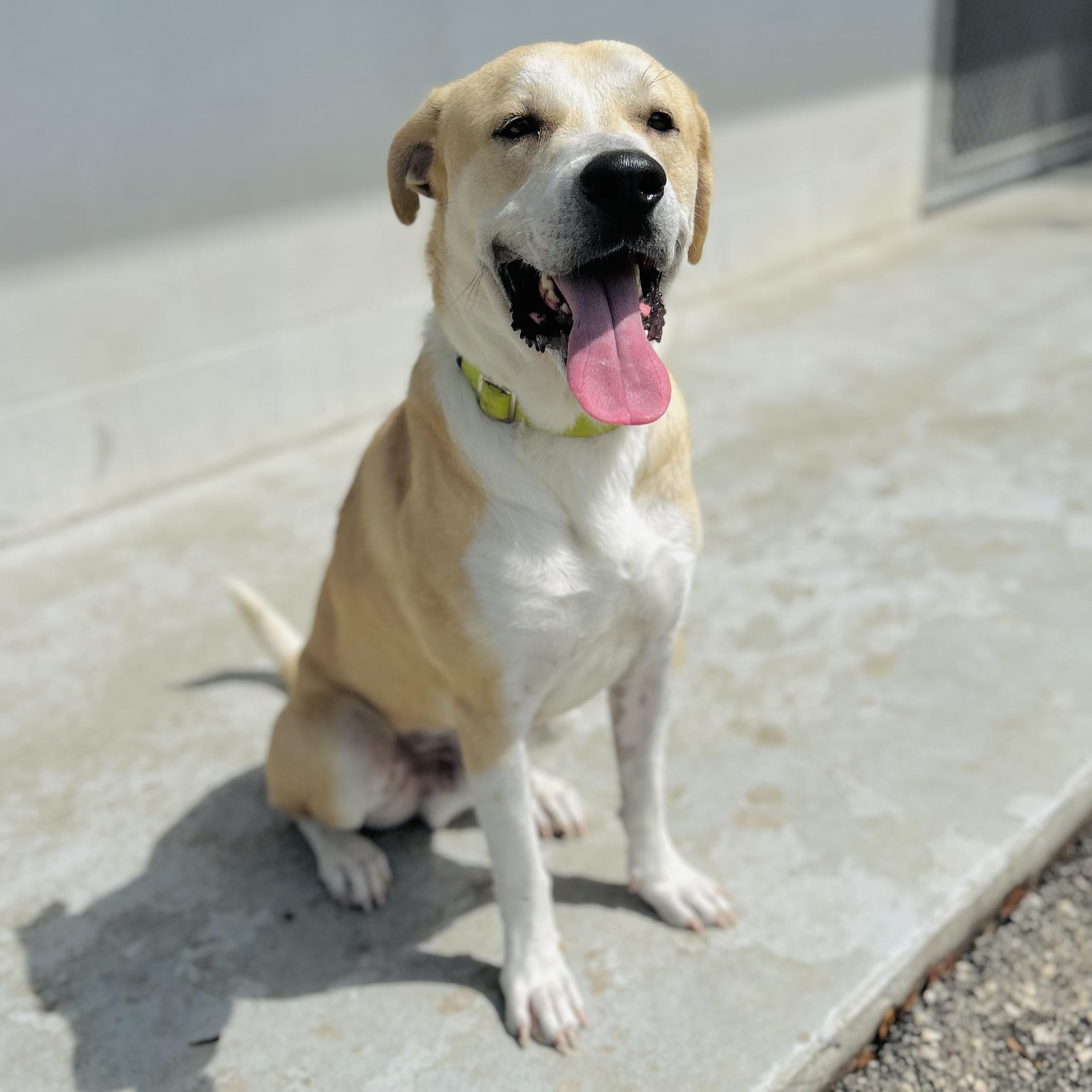Griffin, a ADOPTABLE mixed breed in Seguin, TX image 2/5