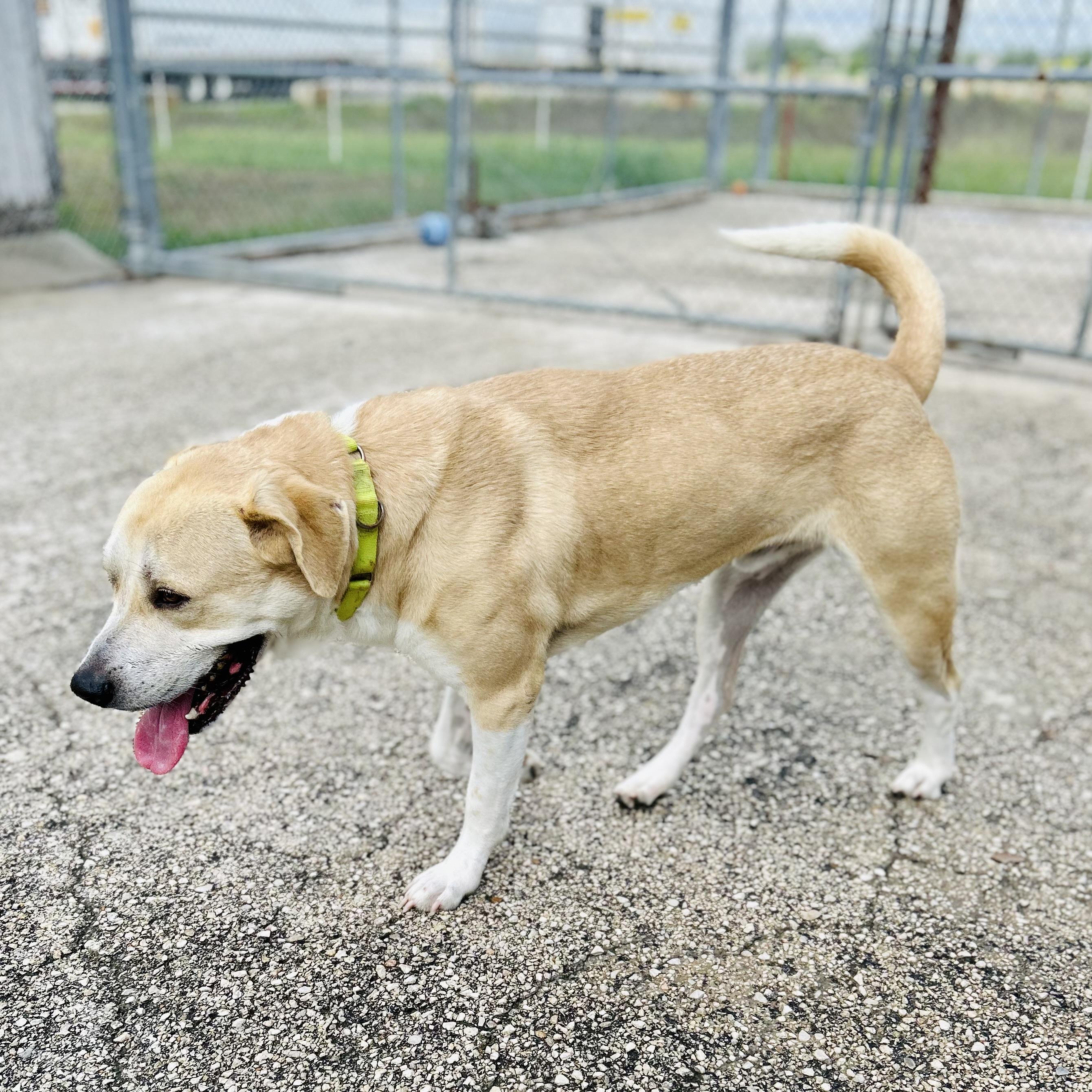 Griffin, a ADOPTABLE mixed breed in Seguin, TX image 3/5