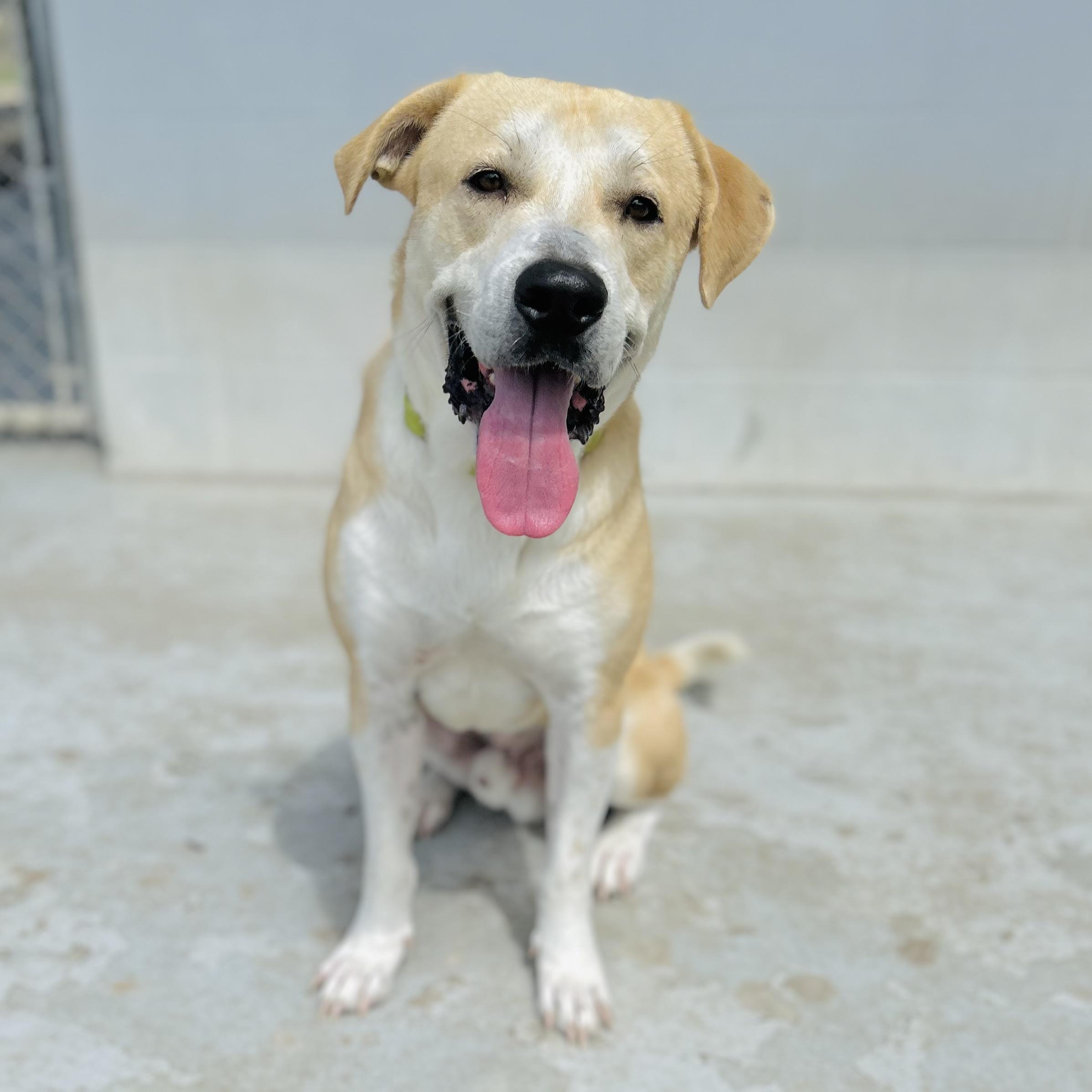 Griffin, a ADOPTABLE mixed breed in Seguin, TX image 1/5