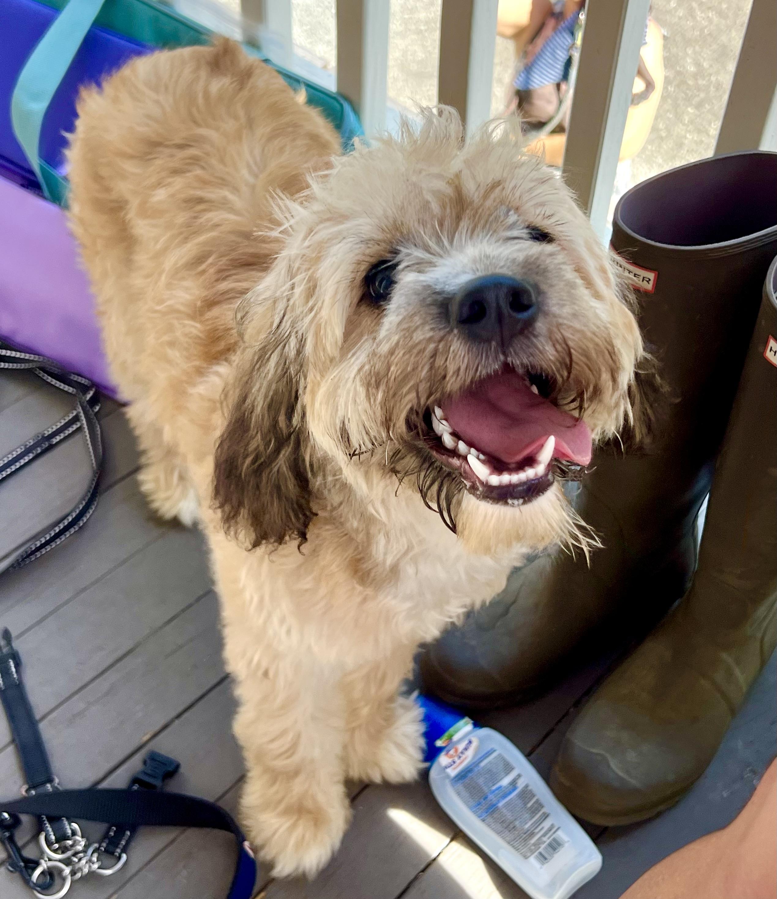 Enlarge Zoe, an adopted mixed breed in Mt Pleasant, SC image 1/6