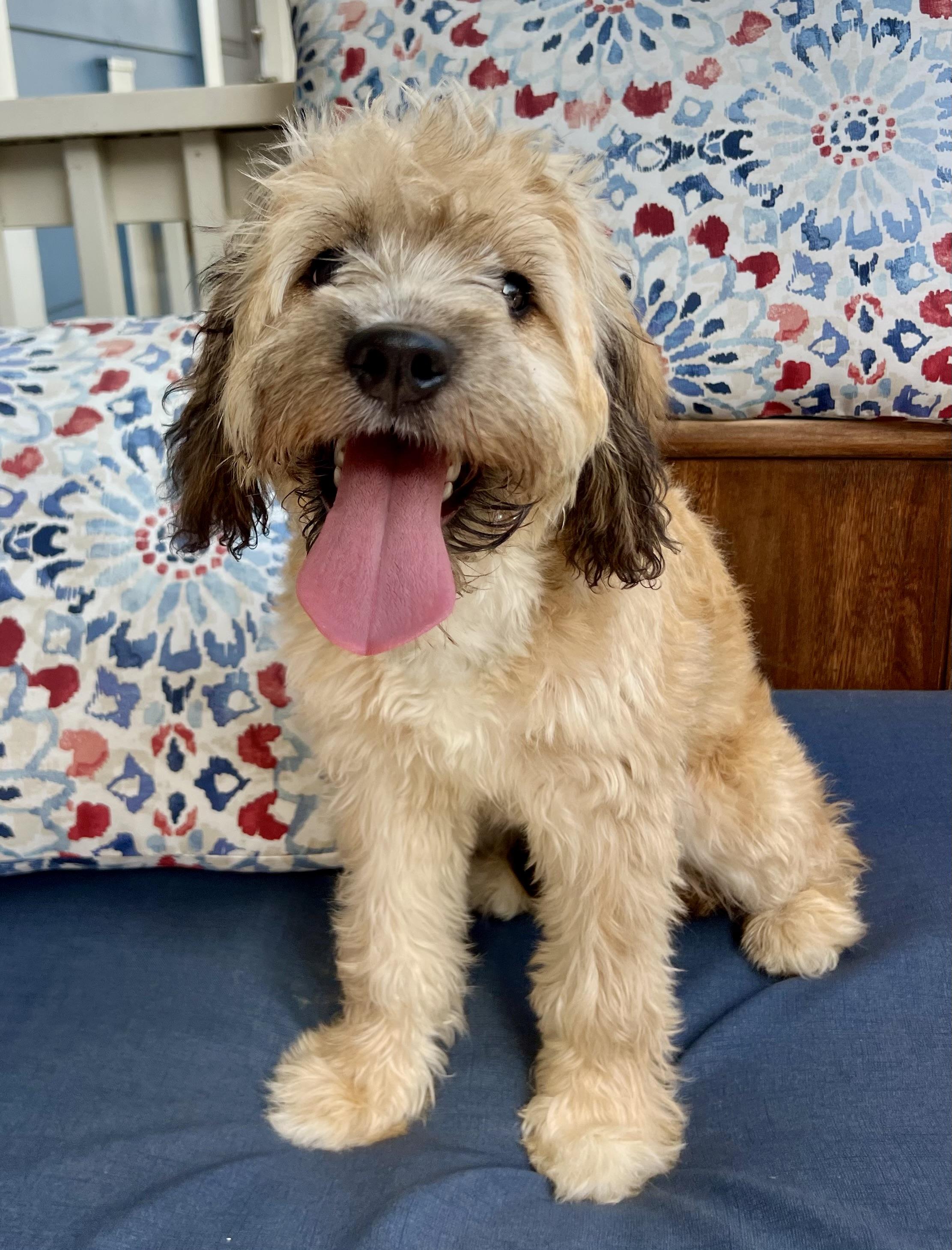 Enlarge Zoe, an adopted mixed breed in Mt Pleasant, SC image 5/6