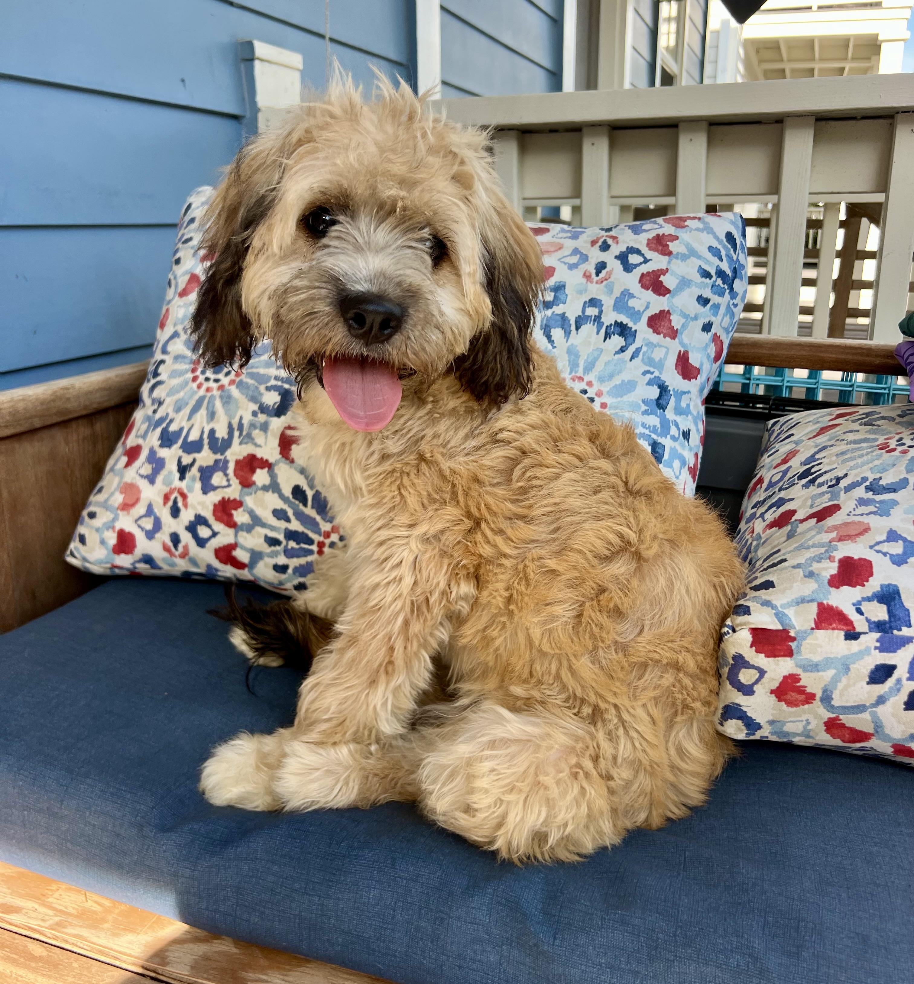 Enlarge Zoe, an adopted mixed breed in Mt Pleasant, SC image 2/6