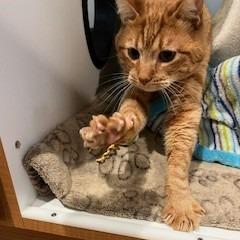 Enlarge Nitro, a Adoptable Domestic Medium Hair in Buellton, CA image 1/1