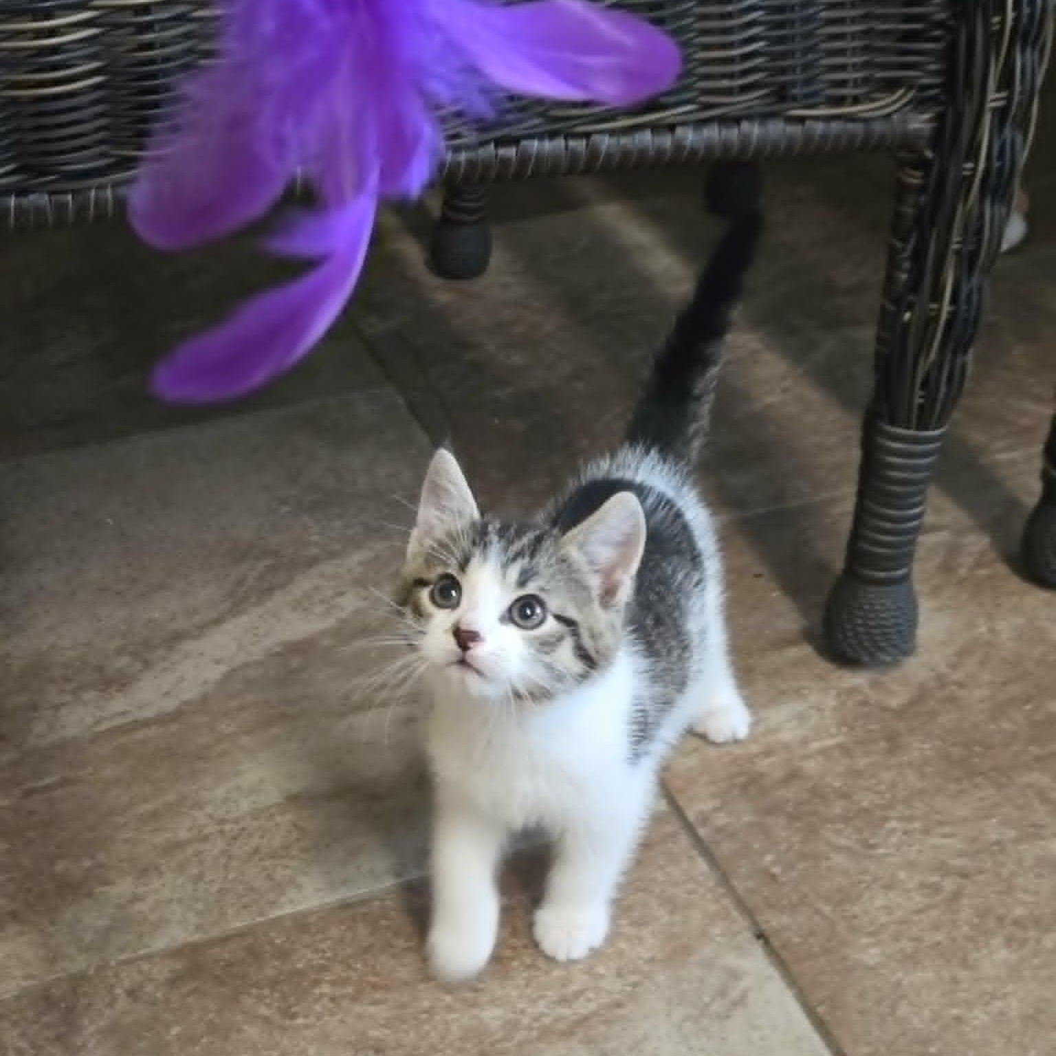 Newt, a ADOPTABLE Domestic Short Hair in Lancaster, KY image 3/4