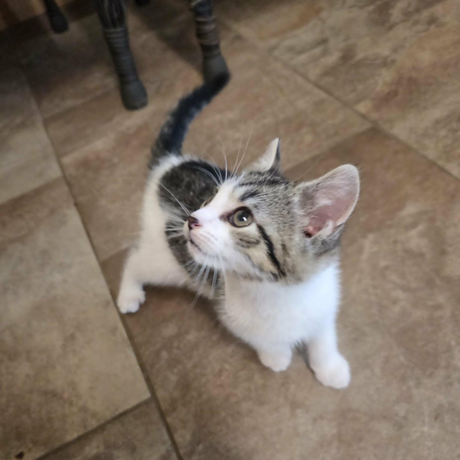 Newt, a ADOPTABLE Domestic Short Hair in Lancaster, KY image 2/4