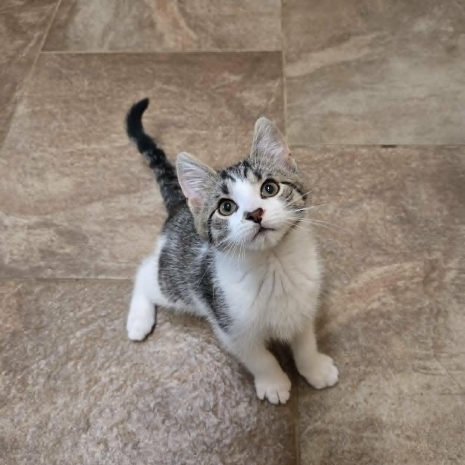Newt, a ADOPTABLE Domestic Short Hair in Lancaster, KY image 1/4