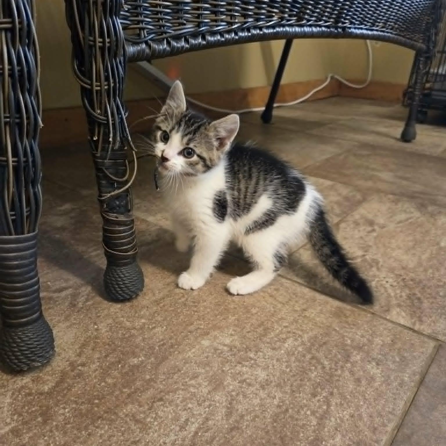 Newt, a ADOPTABLE Domestic Short Hair in Lancaster, KY image 4/4