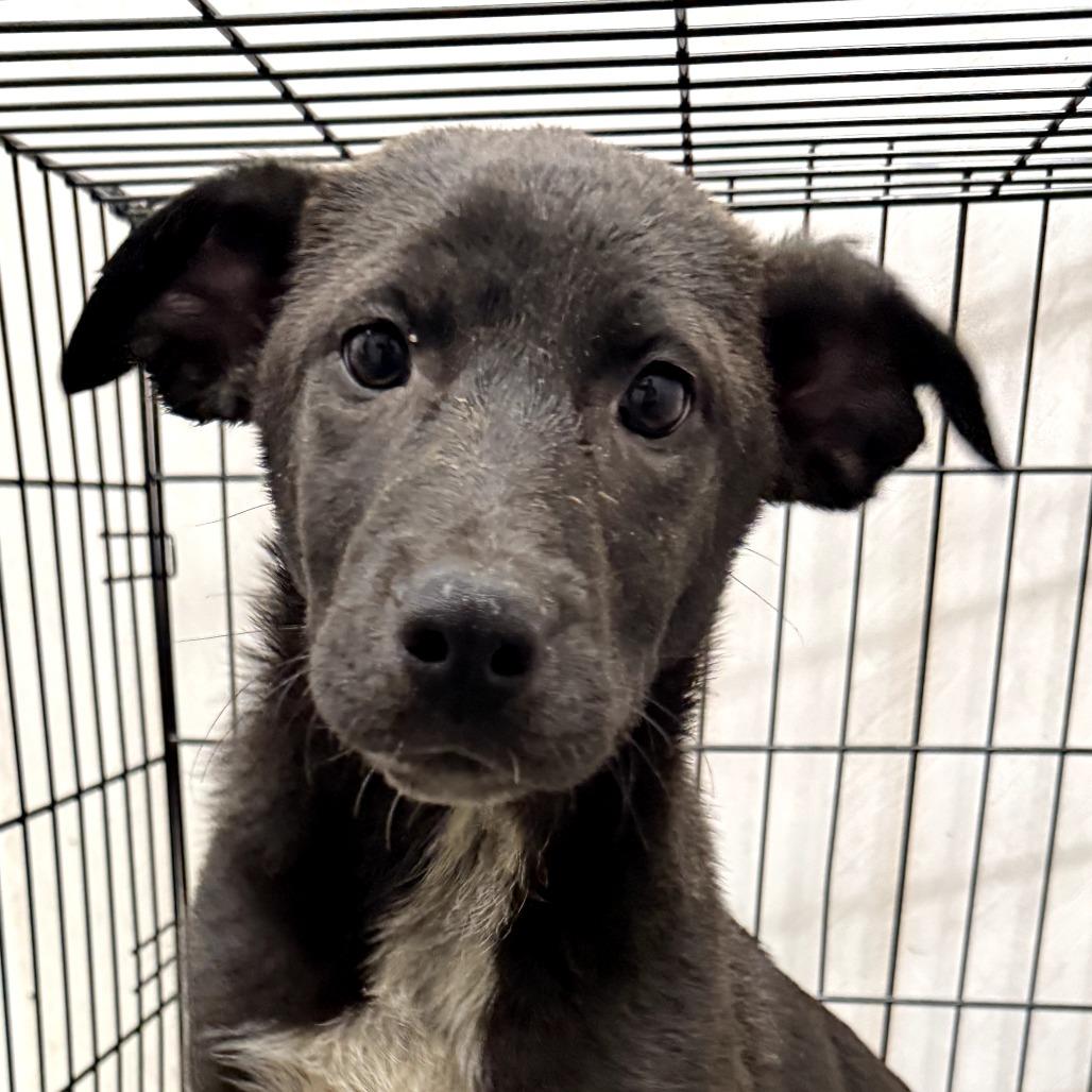 Breanna, Adoptable, Puppy Female Australian Cattle Dog / Blue Heeler.