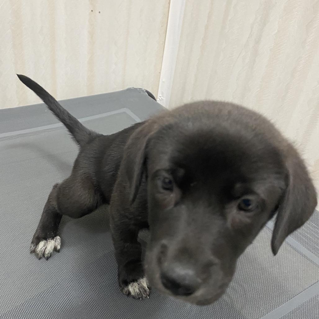 Enlarge Breanna, a Adoptable mixed breed in Muscatine, IA image 2/6