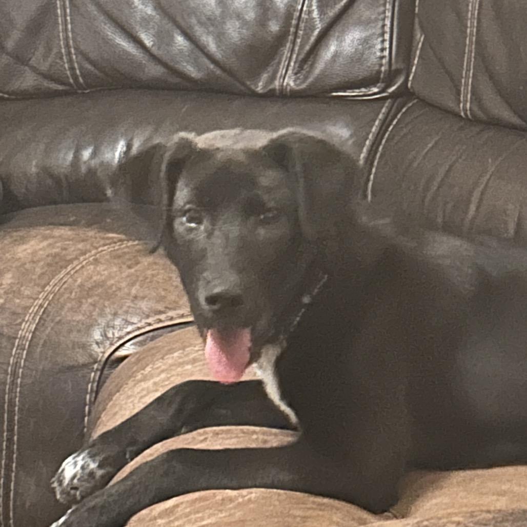 Enlarge Breanna, a Adoptable mixed breed in Muscatine, IA image 3/6