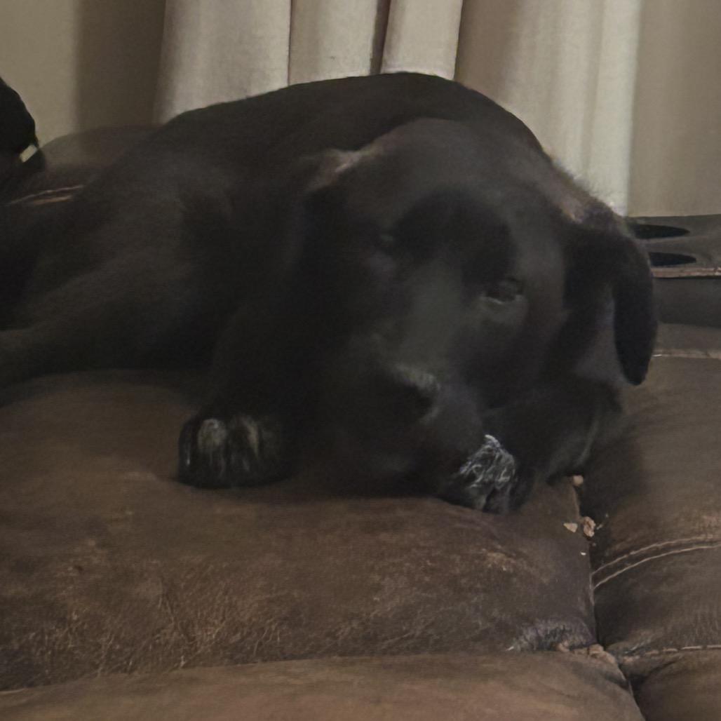 Enlarge Breanna, a Adoptable mixed breed in Muscatine, IA image 4/6