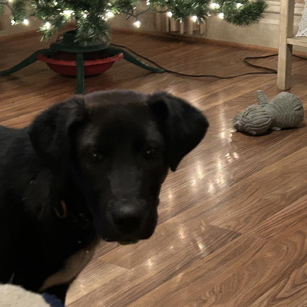 Enlarge Breanna, a Adoptable mixed breed in Muscatine, IA image 5/6