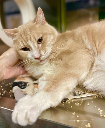 Enlarge Clint, a Adoptable mixed breed in Fort Worth, TX image 2/3