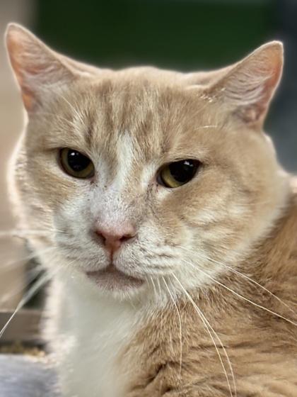 Enlarge Clint, a Adoptable mixed breed in Fort Worth, TX image 3/3