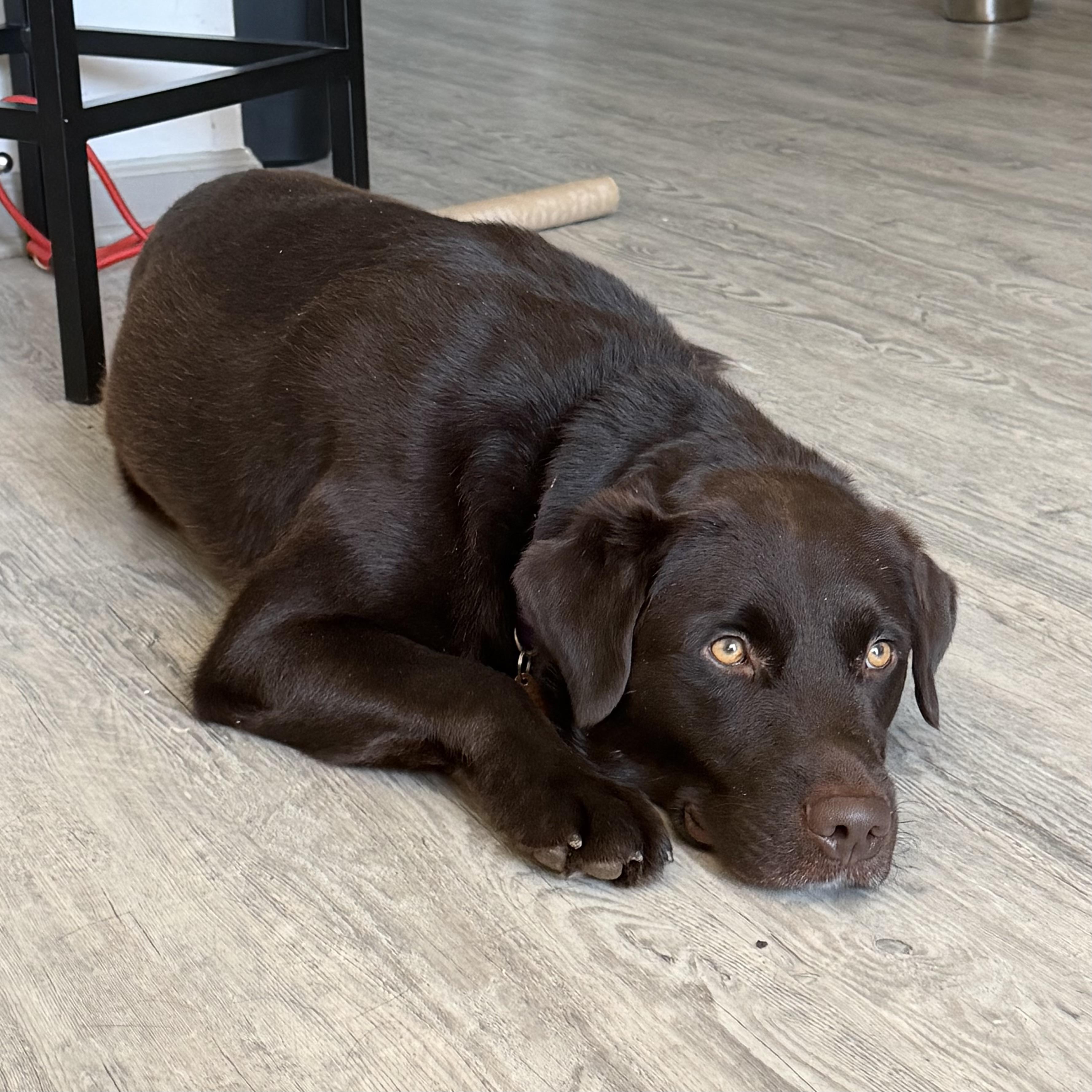 Enlarge Gunner, a Adoptable mixed breed in Milford, CT image 2/6