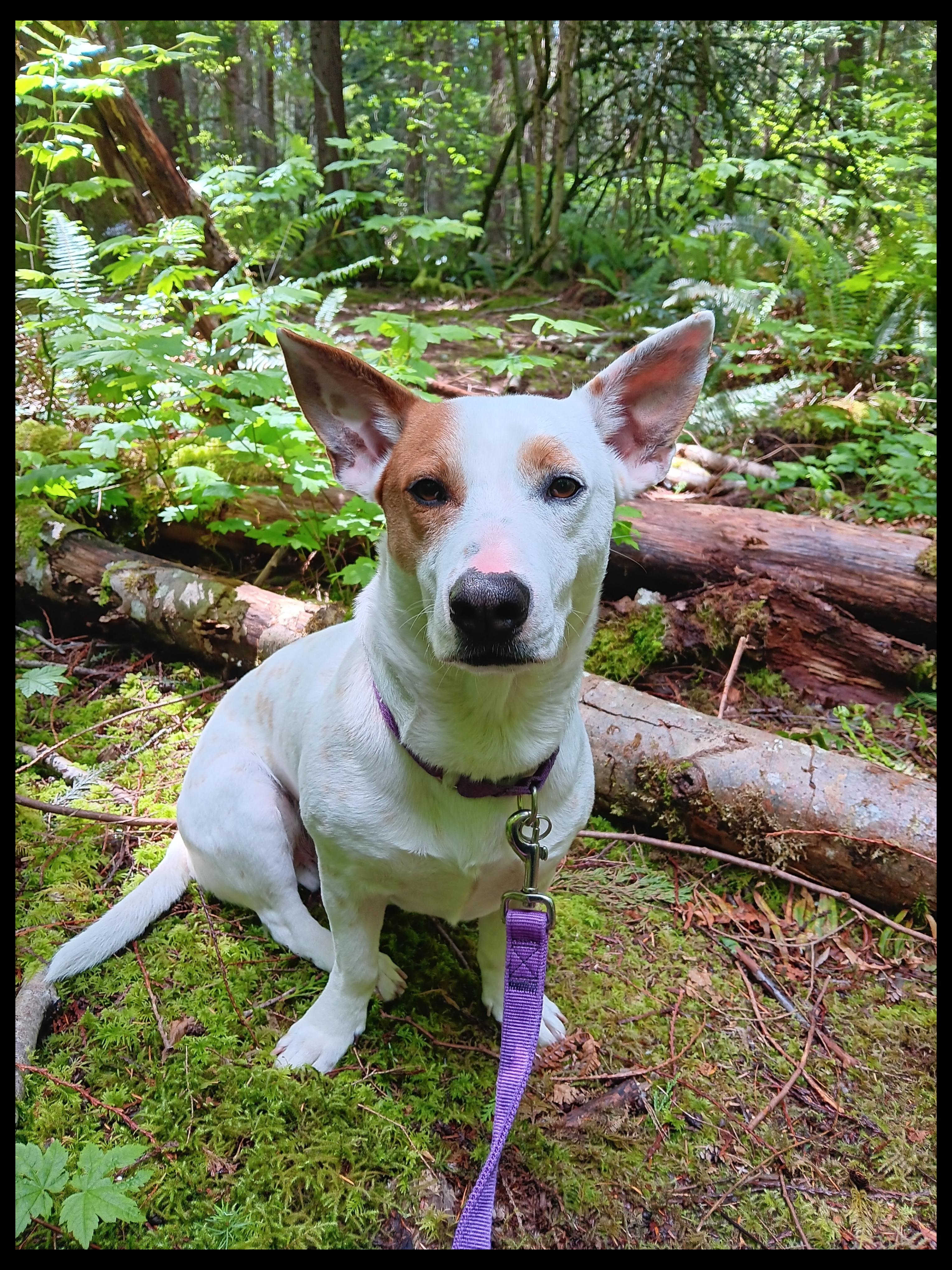 Enlarge Corkey, a Adopted mixed breed in Seahurst, WA image 2/4