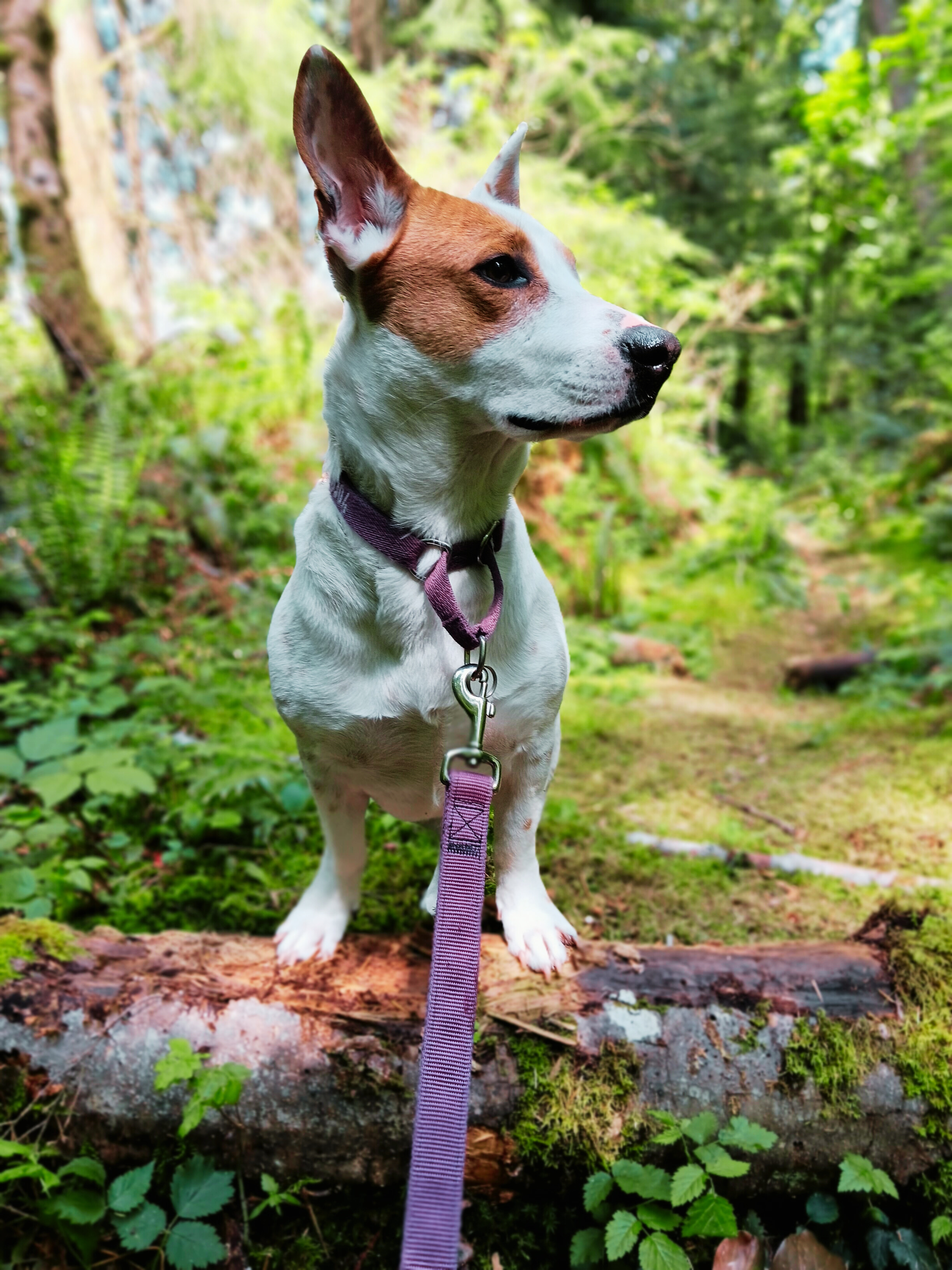 Enlarge Corkey, a Adopted mixed breed in Seahurst, WA image 3/4