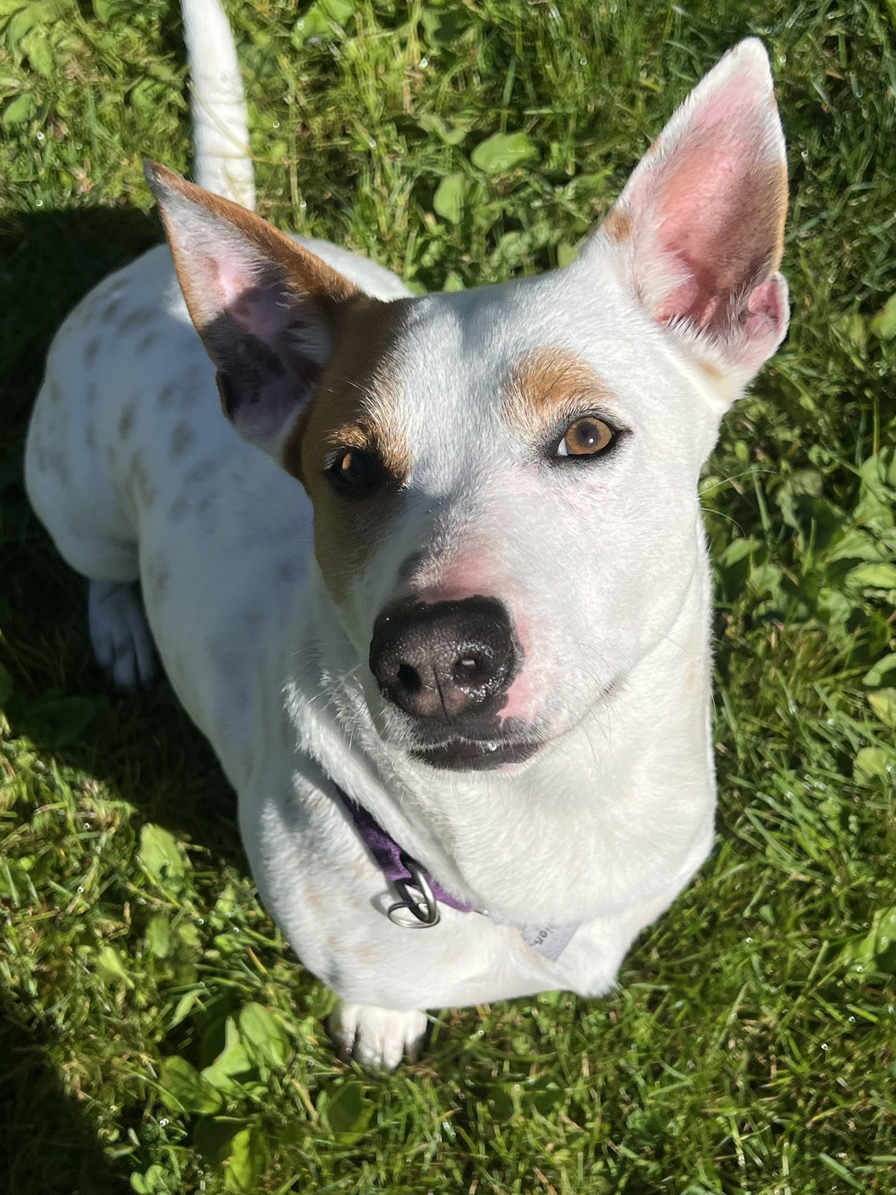 Enlarge Corkey, a Adopted mixed breed in Seahurst, WA image 1/4
