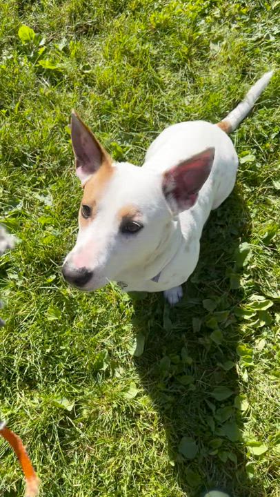 Enlarge Corkey, a Adopted mixed breed in Seahurst, WA video 4/4