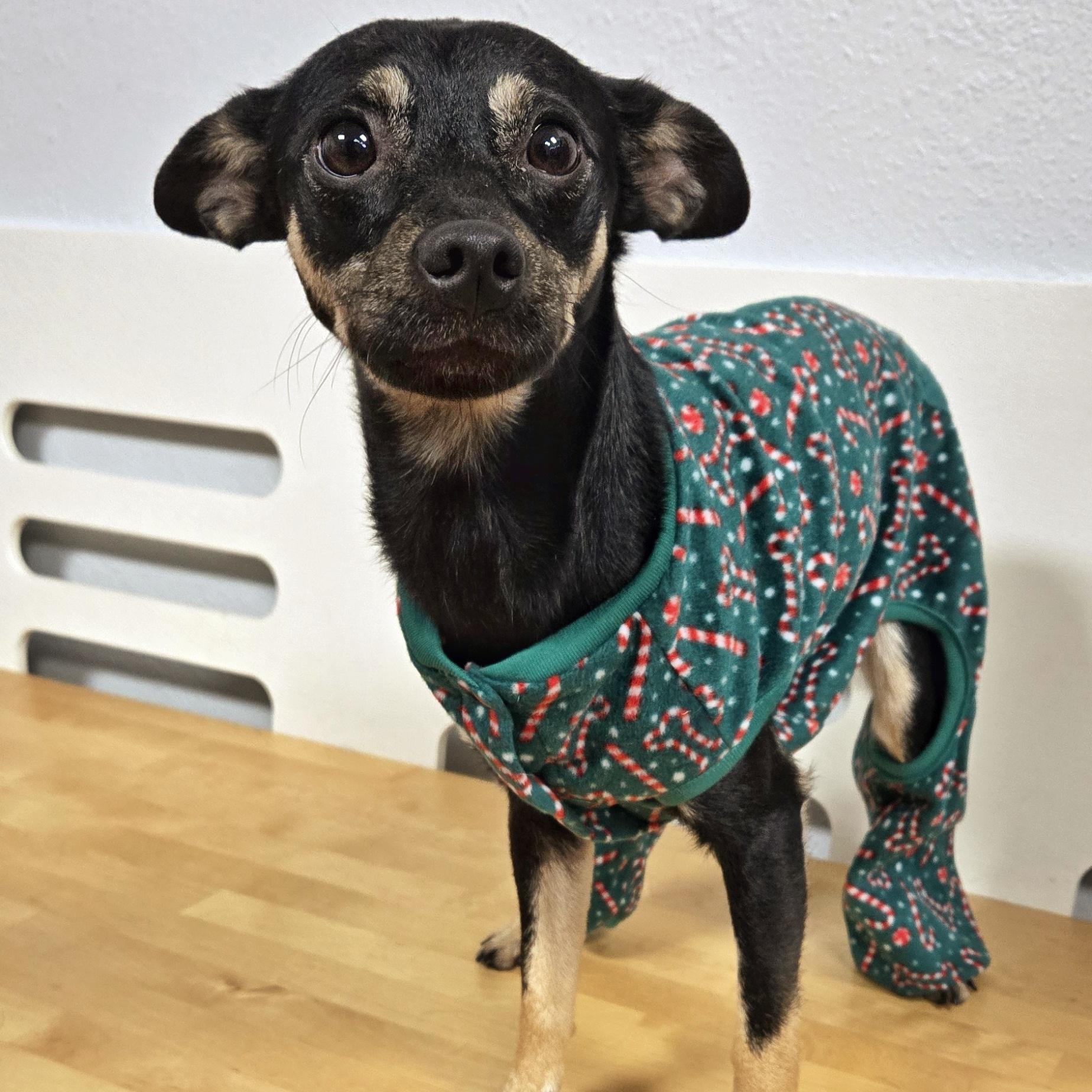 Enlarge Lucky Bug, a ADOPTABLE mixed breed in Eugene, OR image 3/3