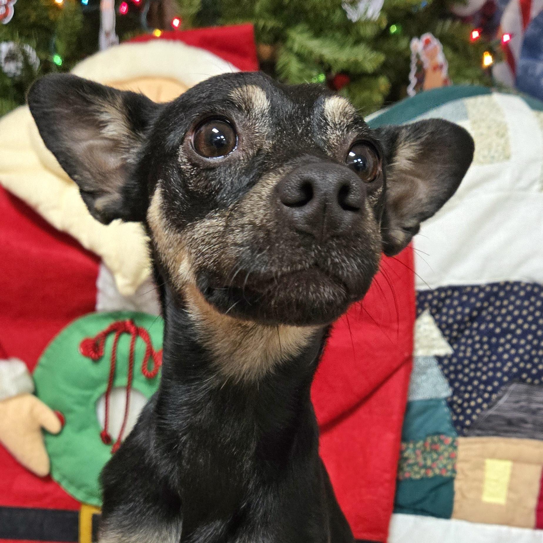 Lucky Bug, ADOPTABLE, Adult Male Chihuahua.