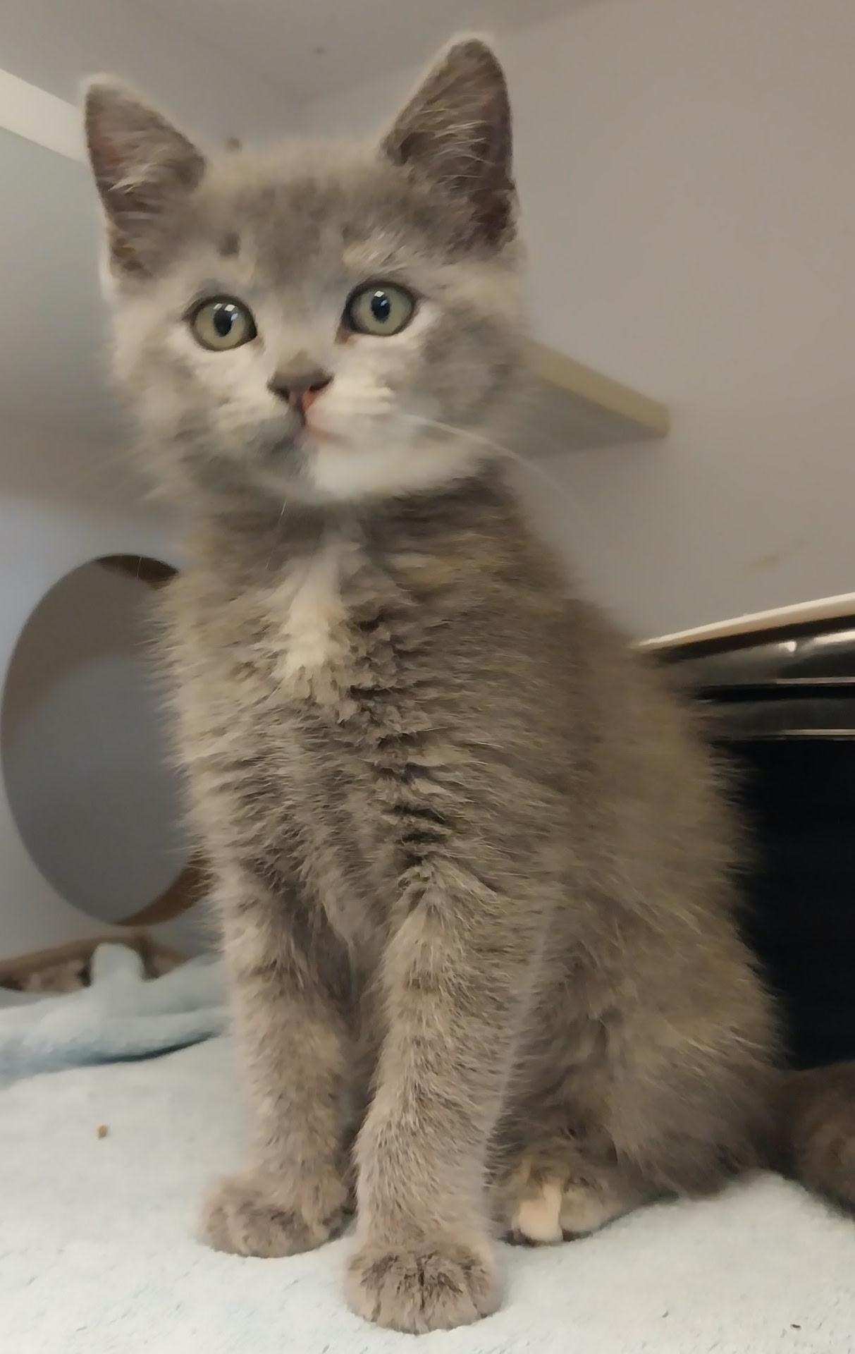 Echo, ADOPTABLE, Young Female Dilute Tortoiseshell.