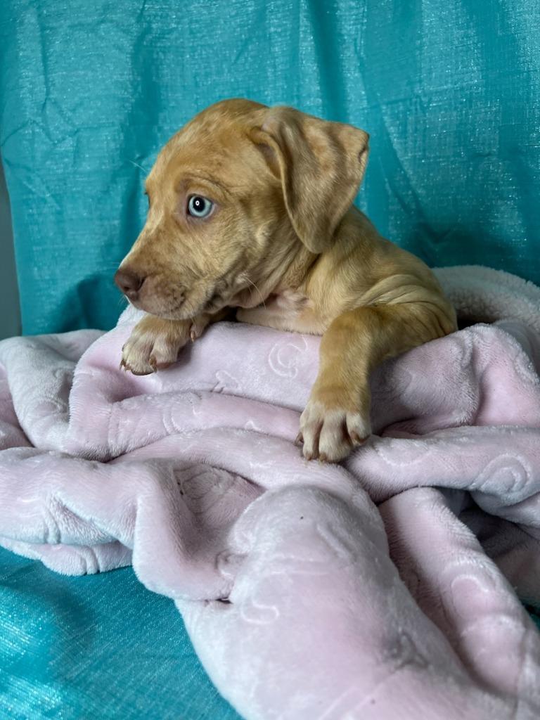 Frankie, Adoptable, Adult Male Yellow Labrador Retriever & Mixed Breed.