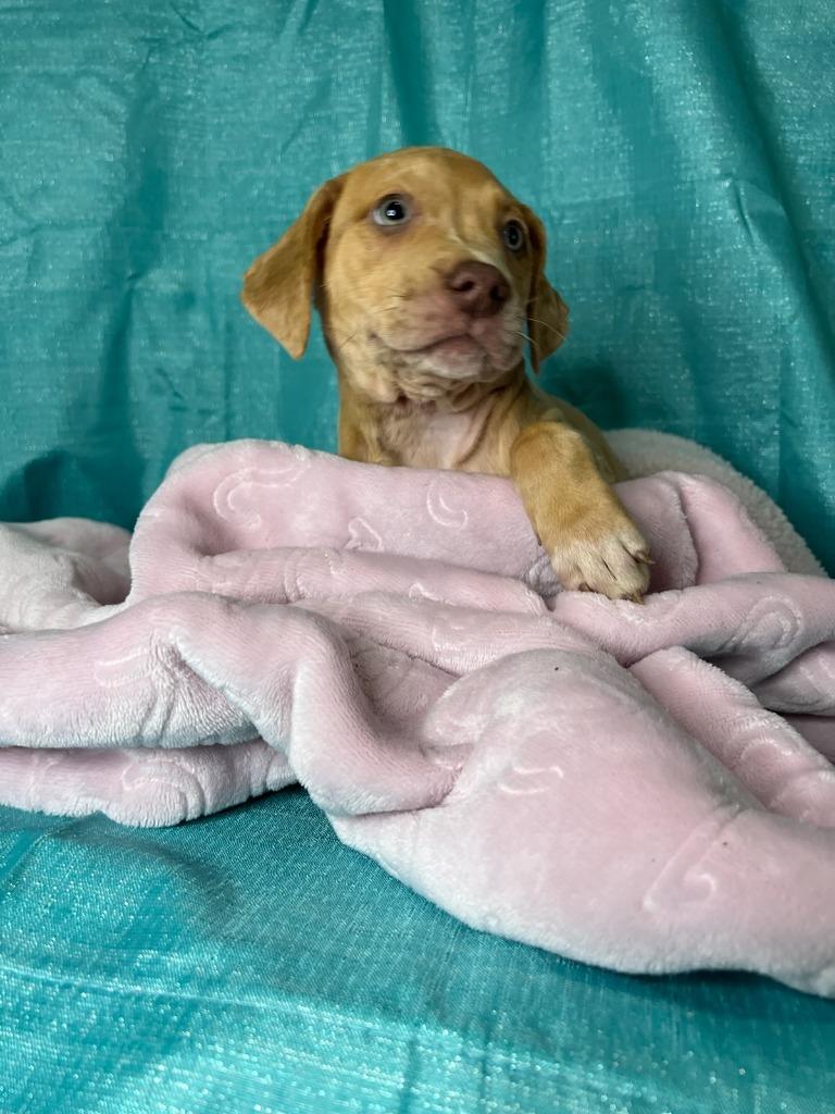 Enlarge Frankie, a Adoptable mixed breed in Waynesville, GA image 3/4