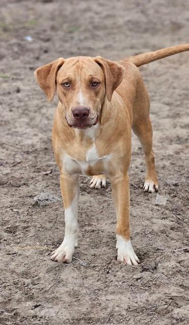 Enlarge Frankie, a Adoptable mixed breed in Waynesville, GA image 4/4