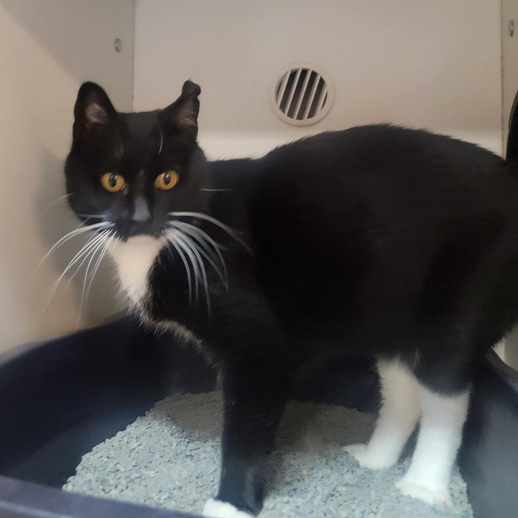 Emily, Adoptable, Adult Female Domestic Short Hair.