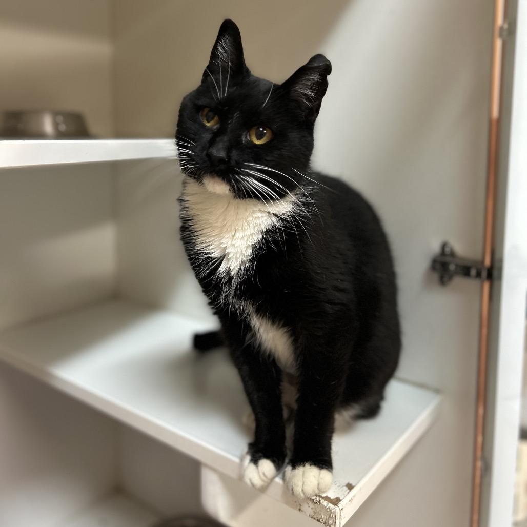 Enlarge Emily, a Adoptable Domestic Short Hair in Troy, IL image 2/3