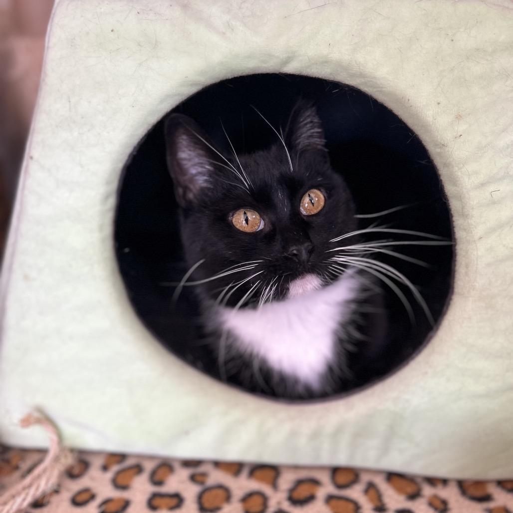 Enlarge Emily, a Adoptable Domestic Short Hair in Troy, IL image 3/3