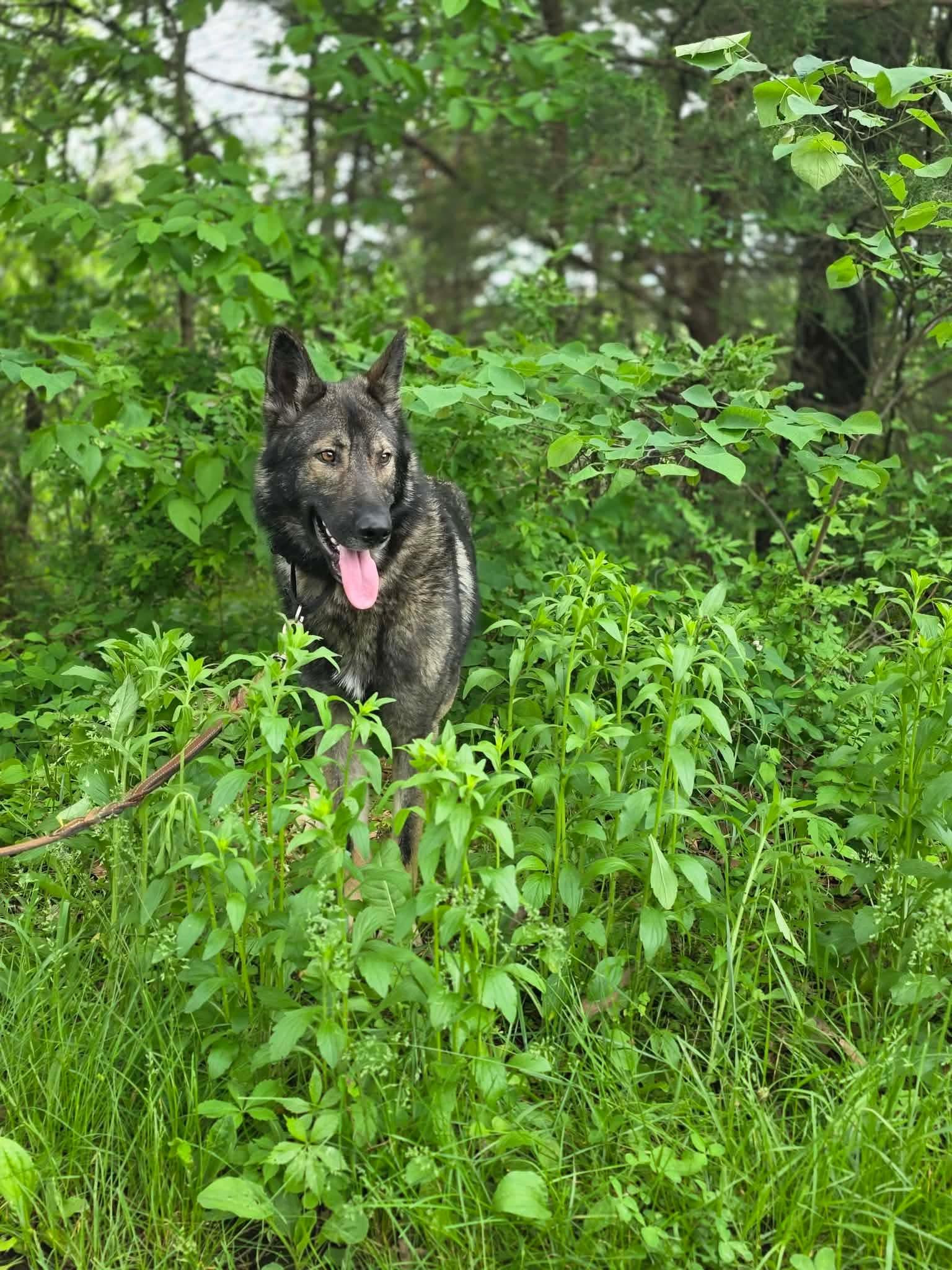 Boomer, a ADOPTABLE mixed breed in Jefferson City, MO image 2/6
