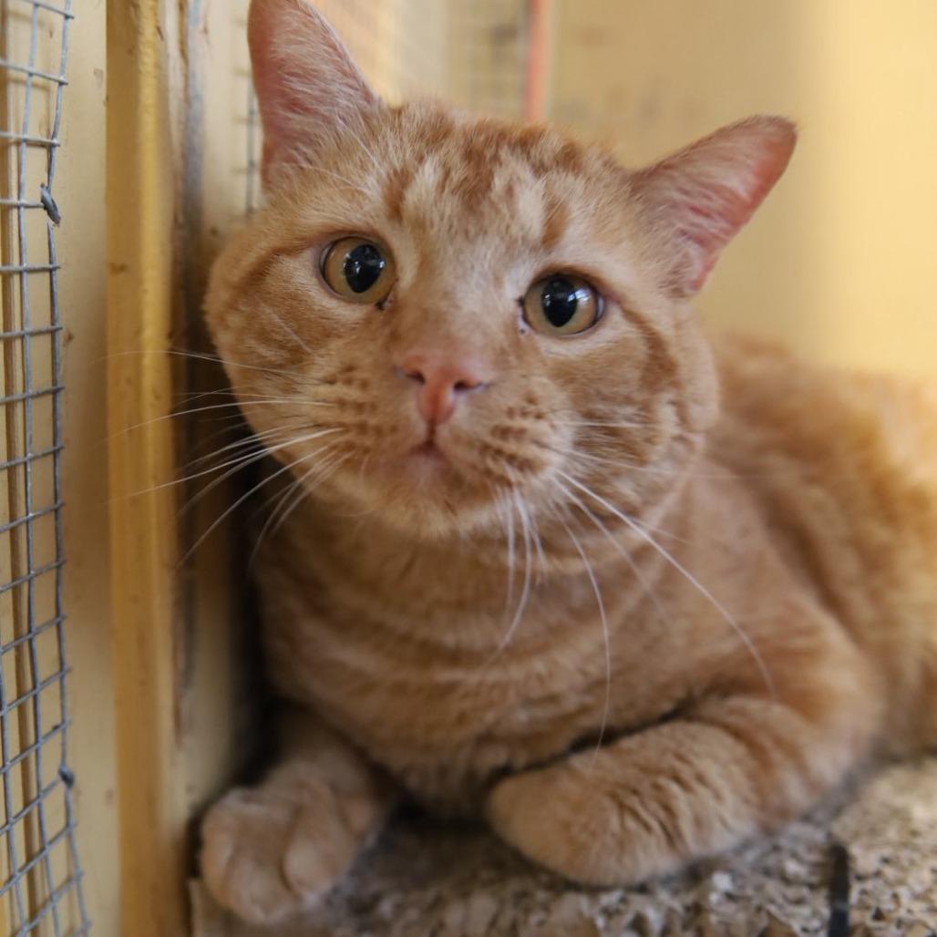 Cheddar Bay Biscuit, a Adoptable Domestic Short Hair in Tulsa, OK image 1/4