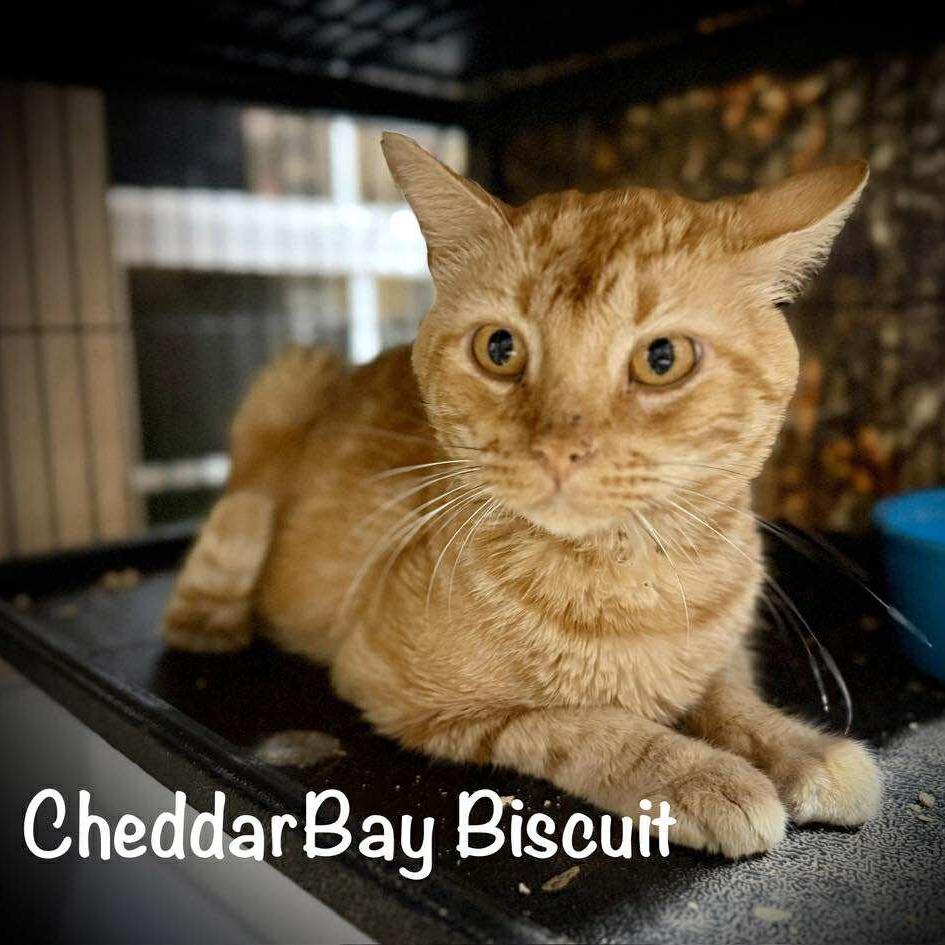 Cheddar Bay Biscuit, a Adoptable Domestic Short Hair in Tulsa, OK image 2/4