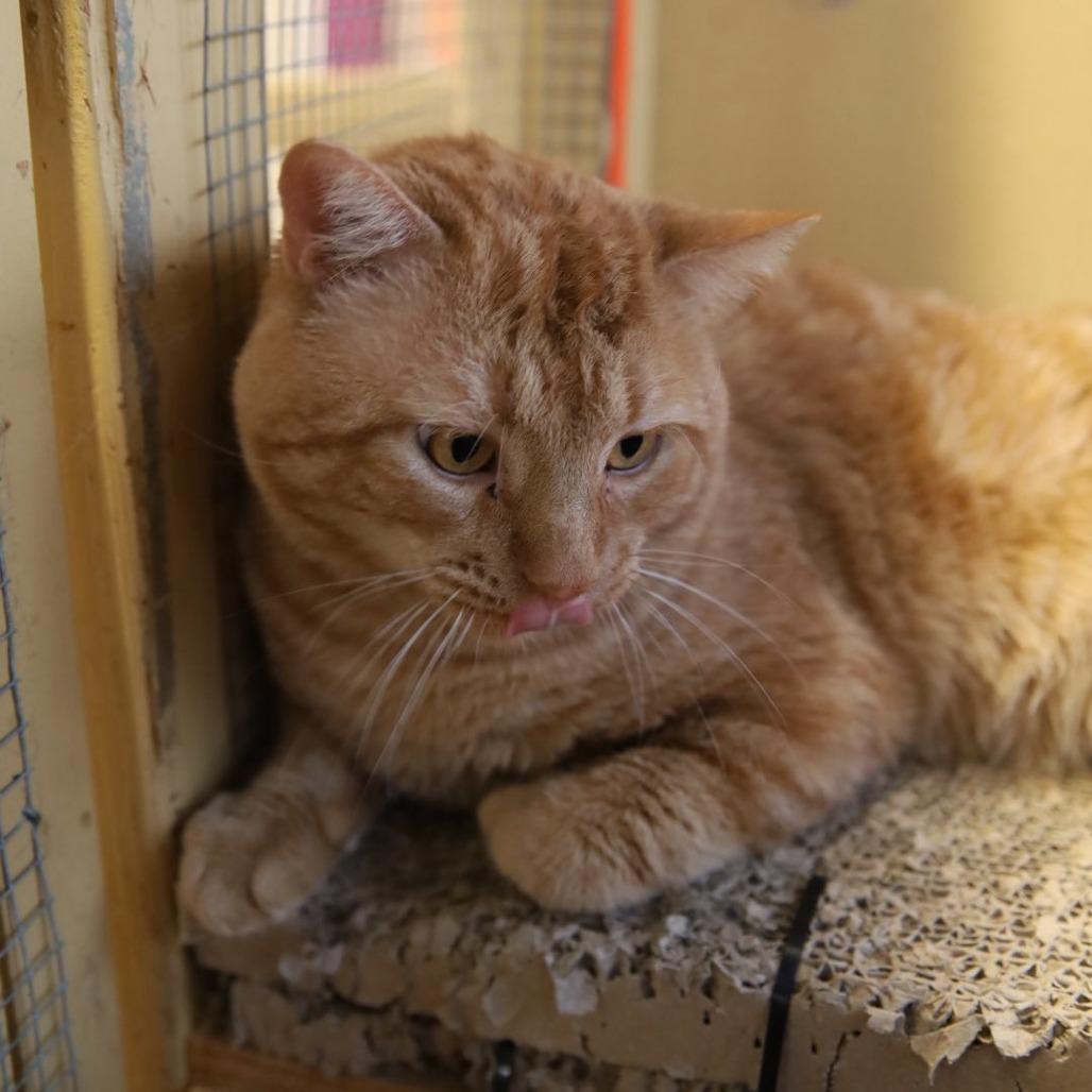 Cheddar Bay Biscuit, a Adoptable Domestic Short Hair in Tulsa, OK image 3/4