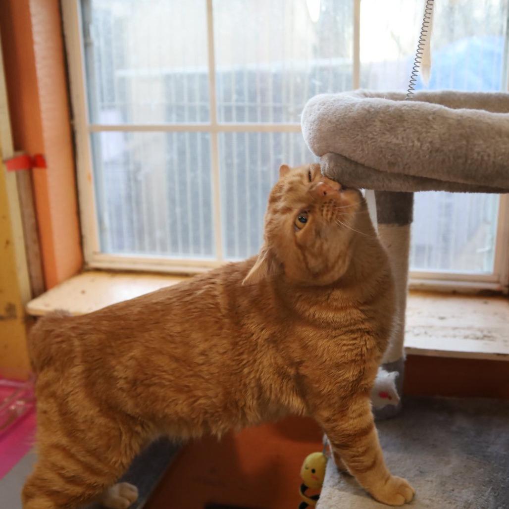 Cheddar Bay Biscuit, a Adoptable Domestic Short Hair in Tulsa, OK image 4/4
