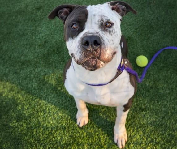 PANDA, Adoptable, Adult Male Mastiff & Mixed Breed.
