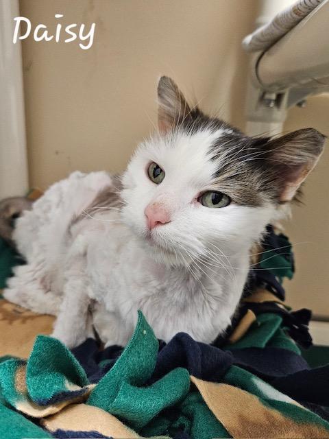 Daisy, Adoptable, Adult Female Domestic Long Hair.